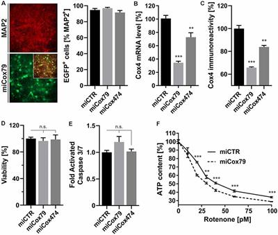 Interference With Complex IV as a Model of Age-Related Decline in Synaptic Connectivity